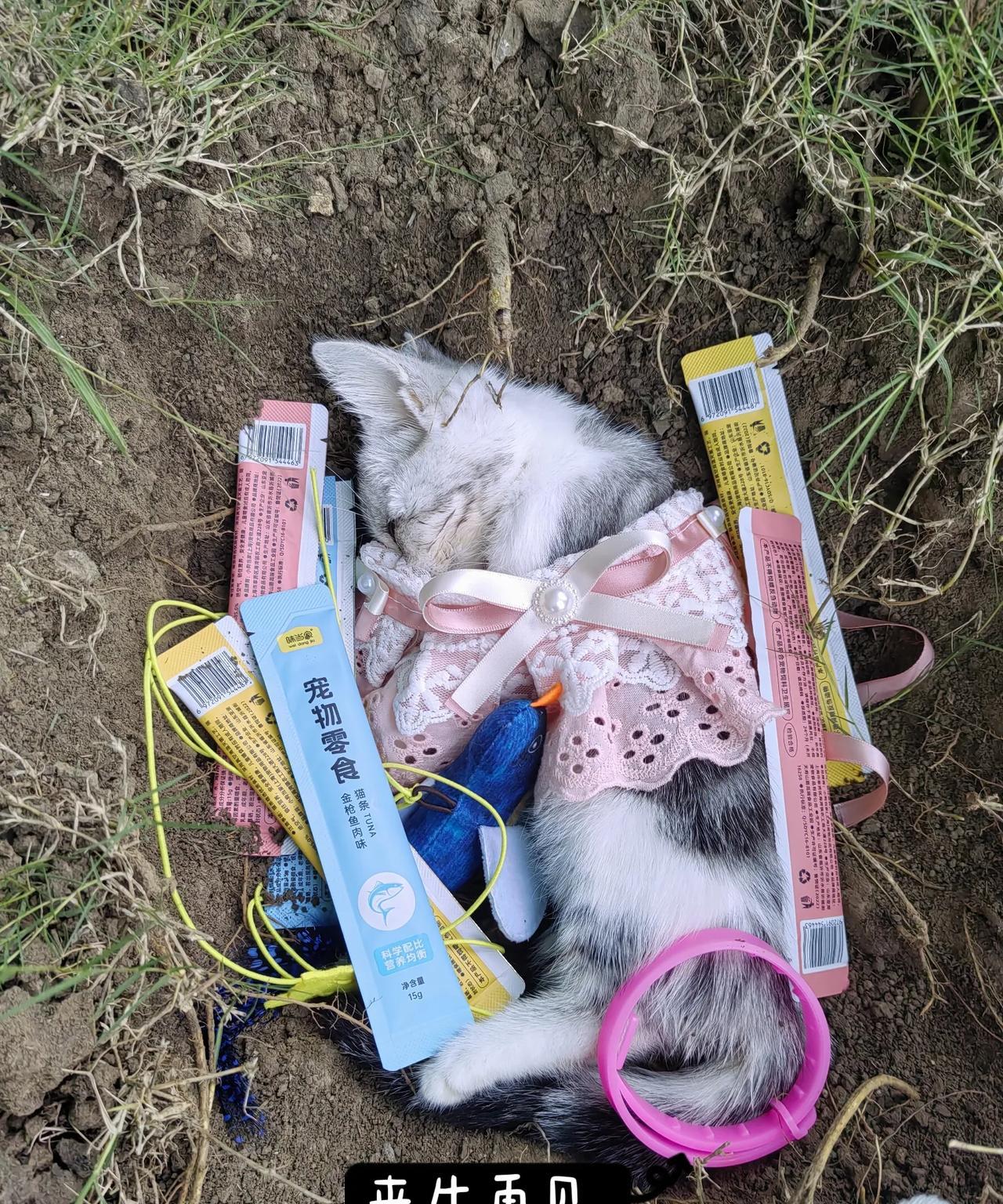 她永远地走了，这世界，谁的生命都很脆弱，说没就没这是我第二次看到一个生命在我眼