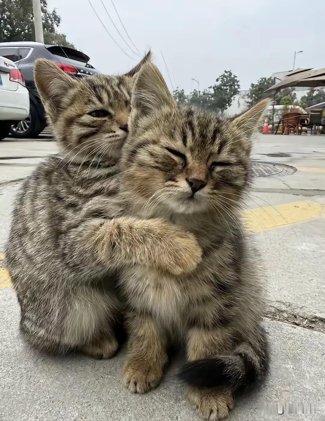 经常喂养的两只小猫被晨练的老人打死了。这两只小猫小时候就被主人遗弃在楼下，都是附