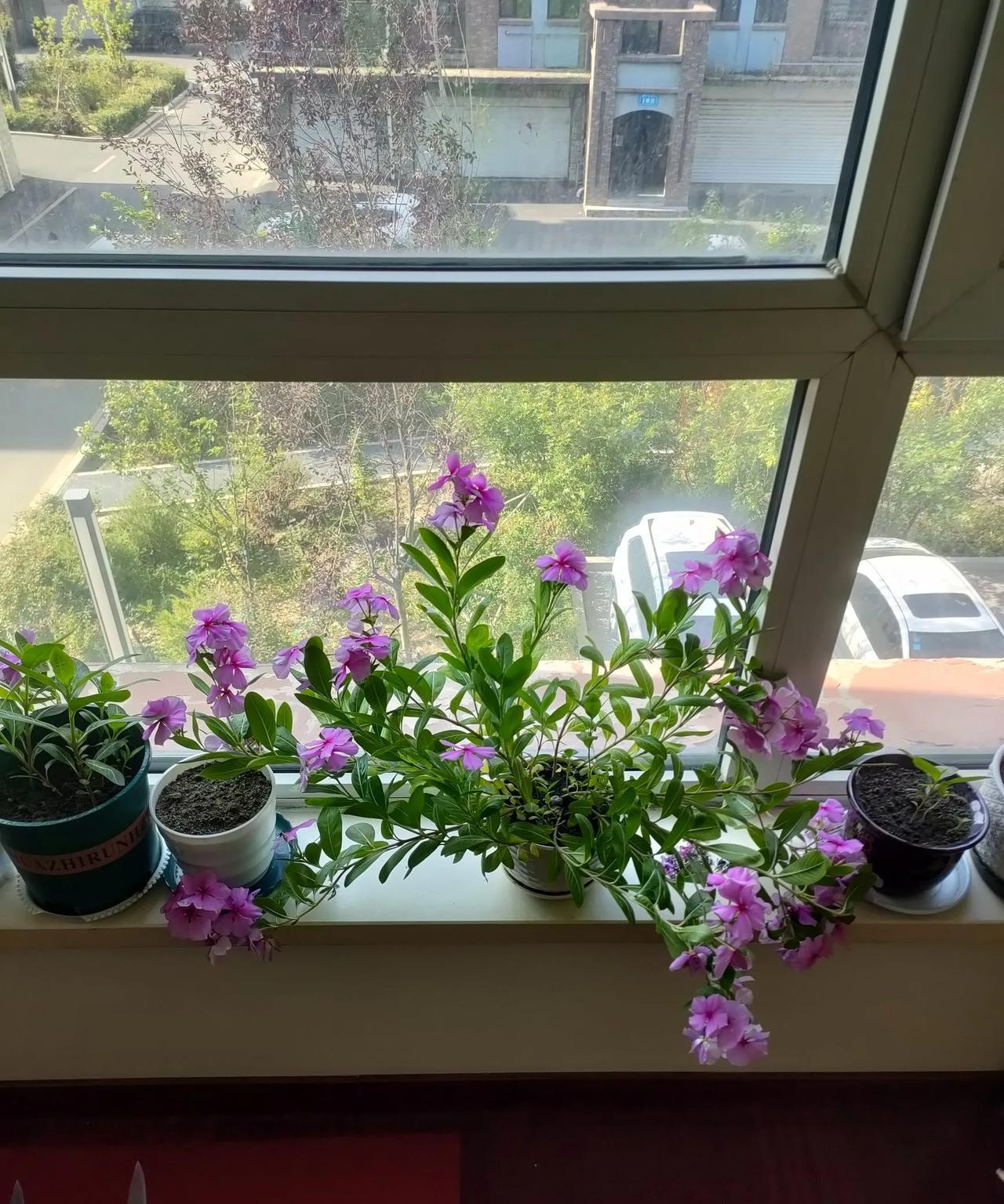 想给大家分享一下，我今天上午拍的花。这是之前自己收集的种子，春天的时候种下的四