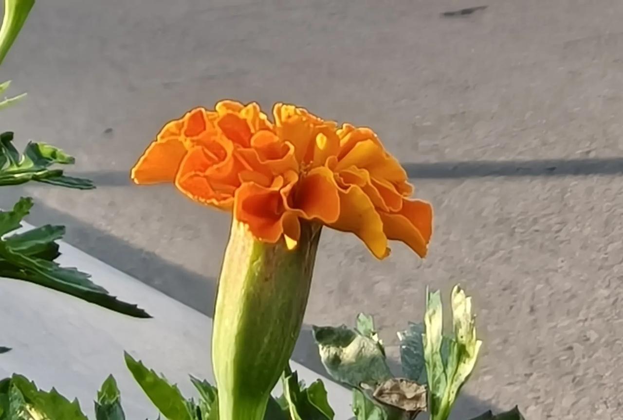 #手机随手拍记录美好点滴#夏日菊的春天
