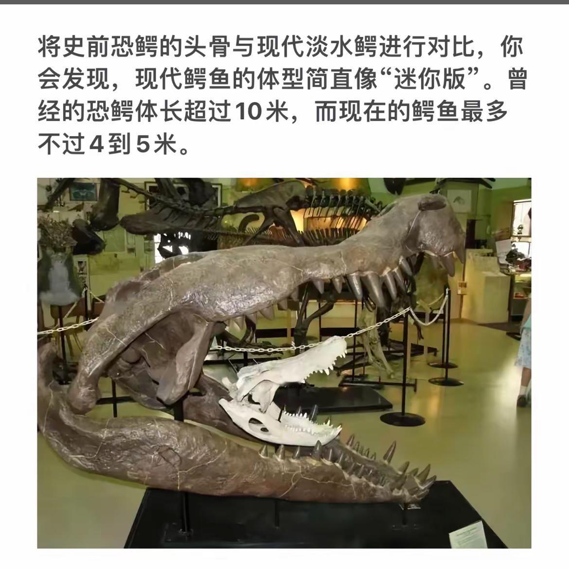 史前鳄鱼体长达到十米