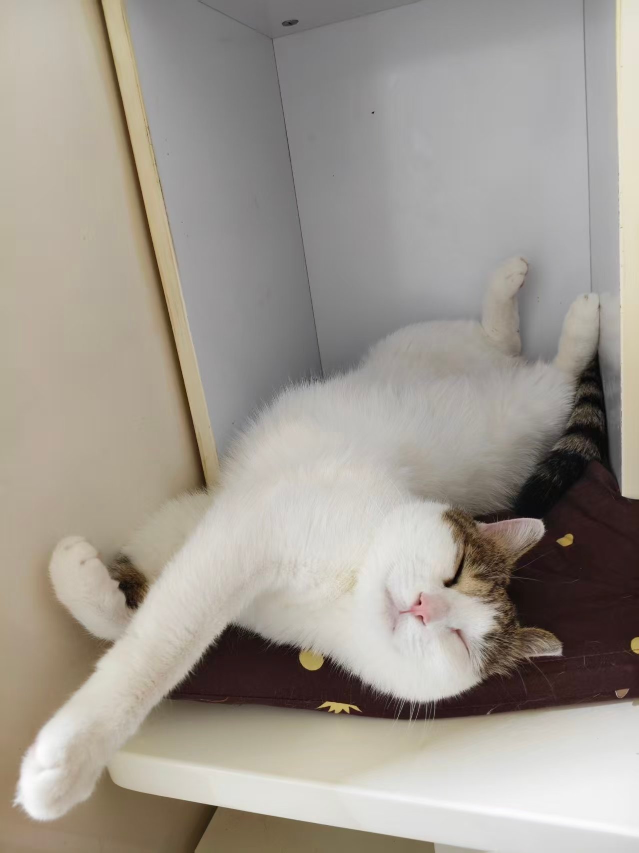 小猫咪是360度无死角的咪。没有一天不亲。恨不得一天亲八百遍有时都感觉自