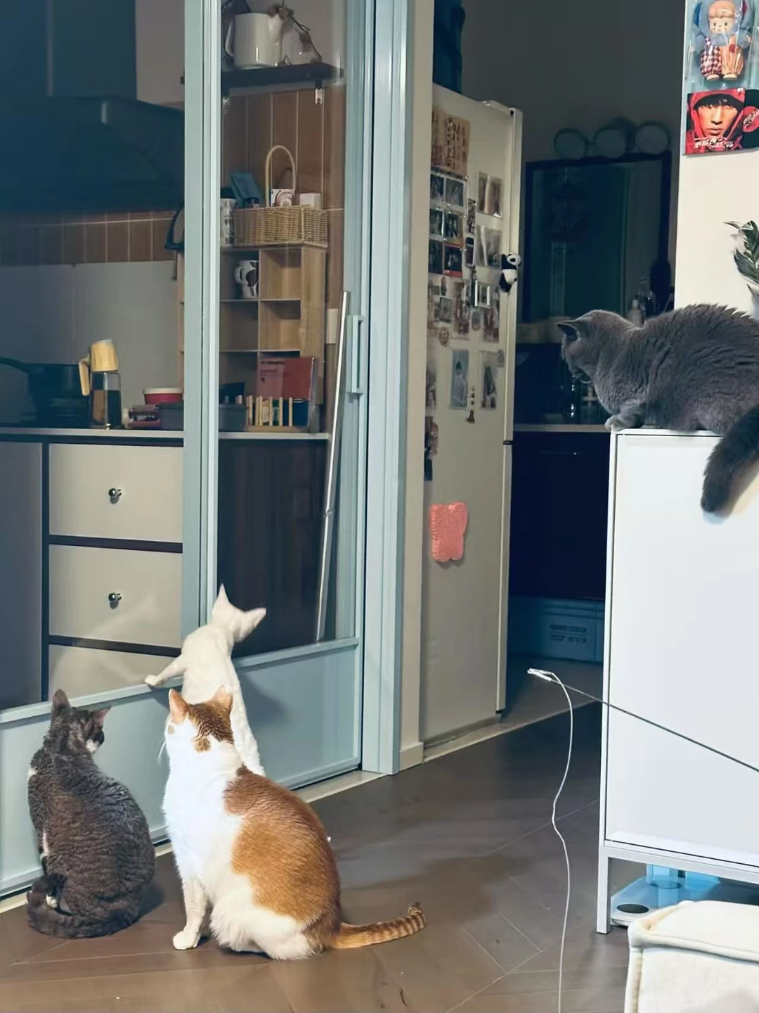 铜川路真如春节上门喂猫