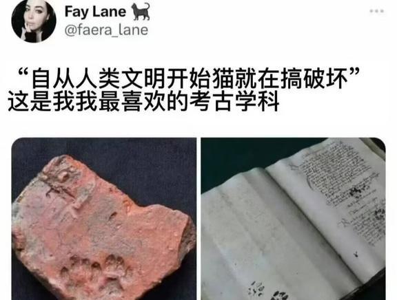 memesmemes，猫猫搞破坏是本能合理但有病莫名其妙击中笑点梗图此