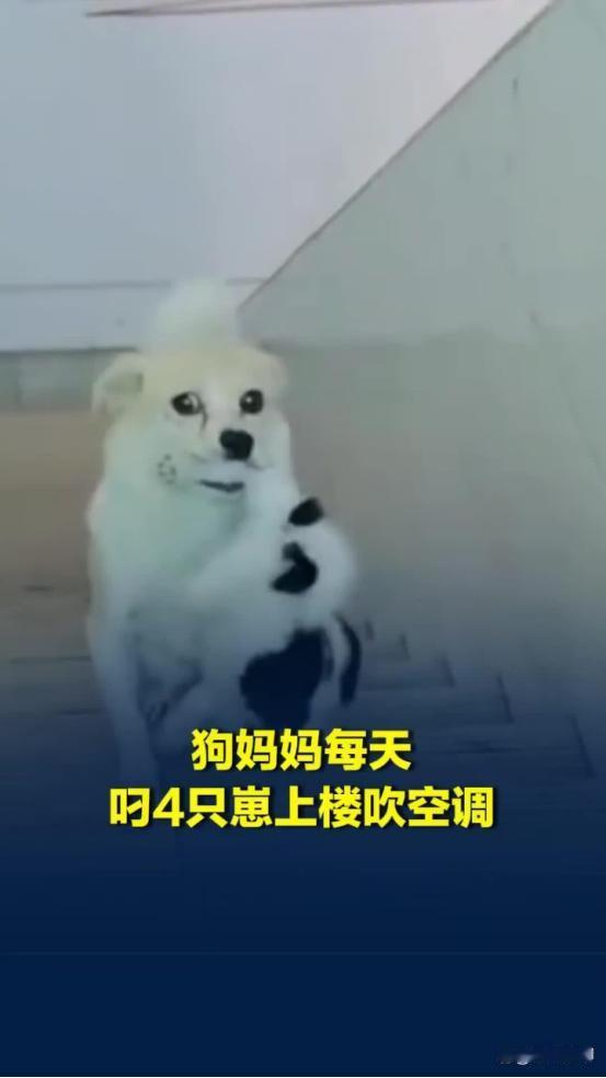 “真是太有灵性了！”广东广州一家工厂里，狗妈妈生下了4只小狗，因为天气实在太热，