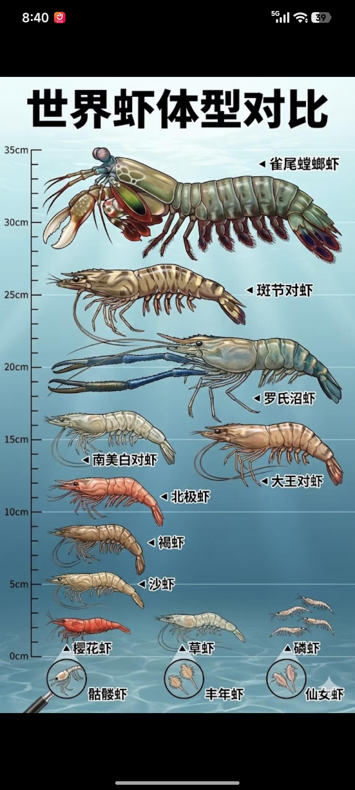 最大的虾有多大？据说80%的人只吃过对虾[捂脸哭]