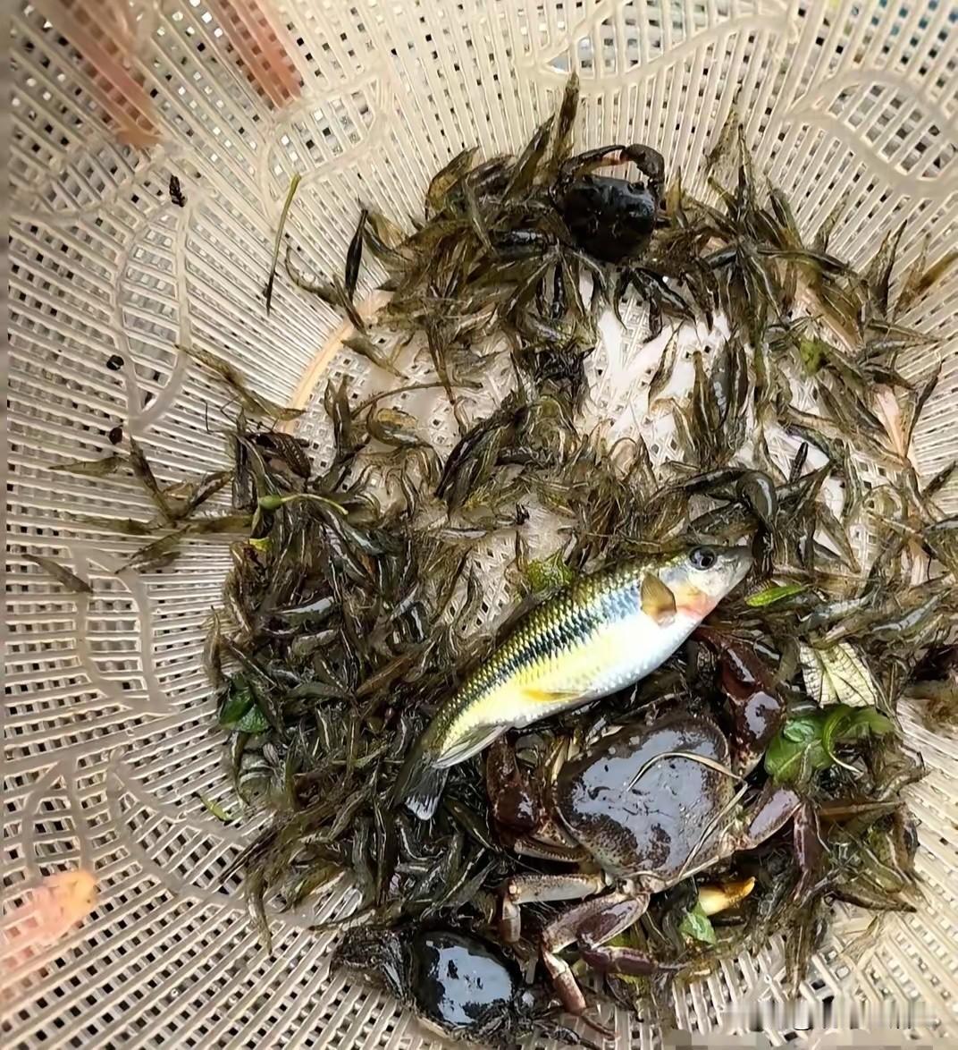 我发现，现在野河里鱼越来越少了，谁知道是什么原因呢？