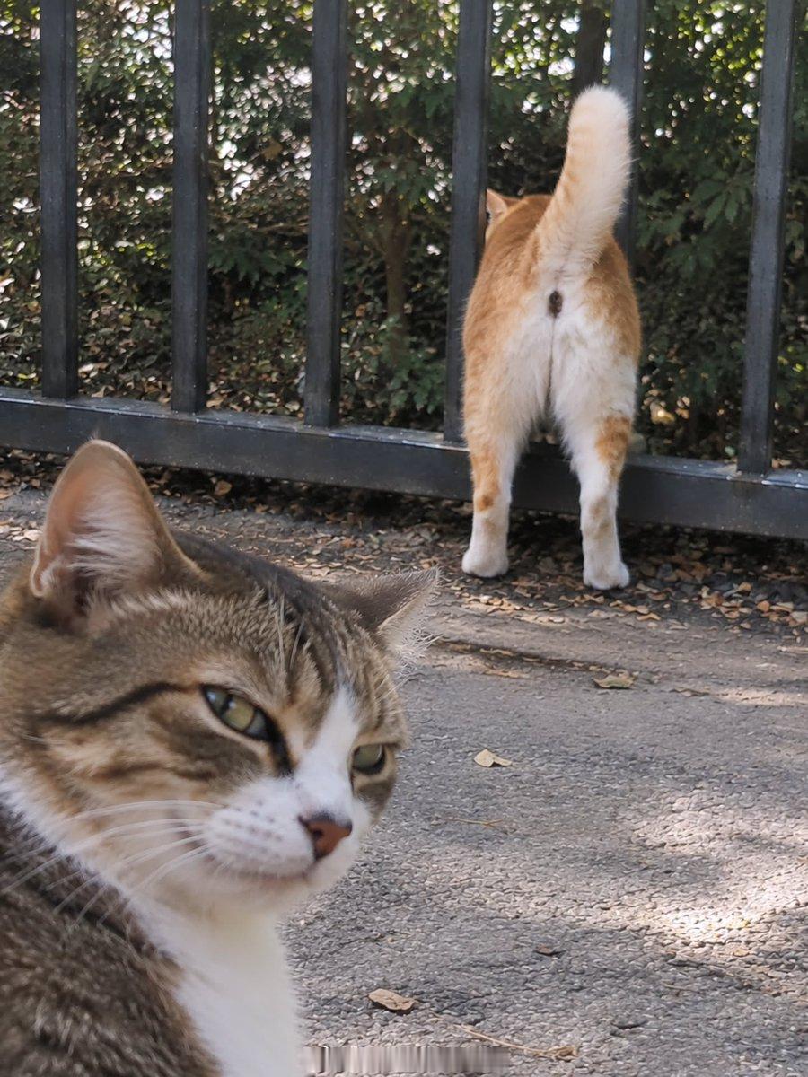动物凶猛·​​​