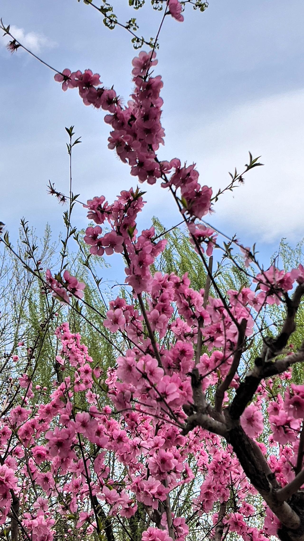 春意正浓，樱花盛开，我在樱花树下感受春天的浪漫气息。晒图笔记大赛春日生活打卡季