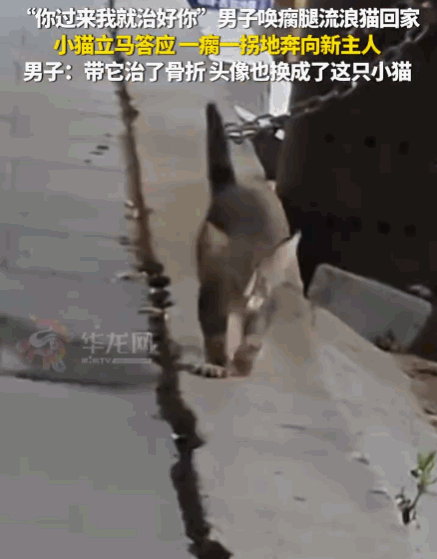 万物皆有灵！山东烟台，一男子在路边偶遇一只腿部残疾、一瘸一拐的流浪小猫，看着小猫