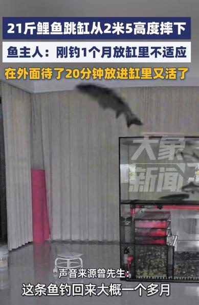 活久见！9月8日，湖南怀化，一男子将钓到的21斤大鲤鱼带回家饲养，结果鱼应激了，