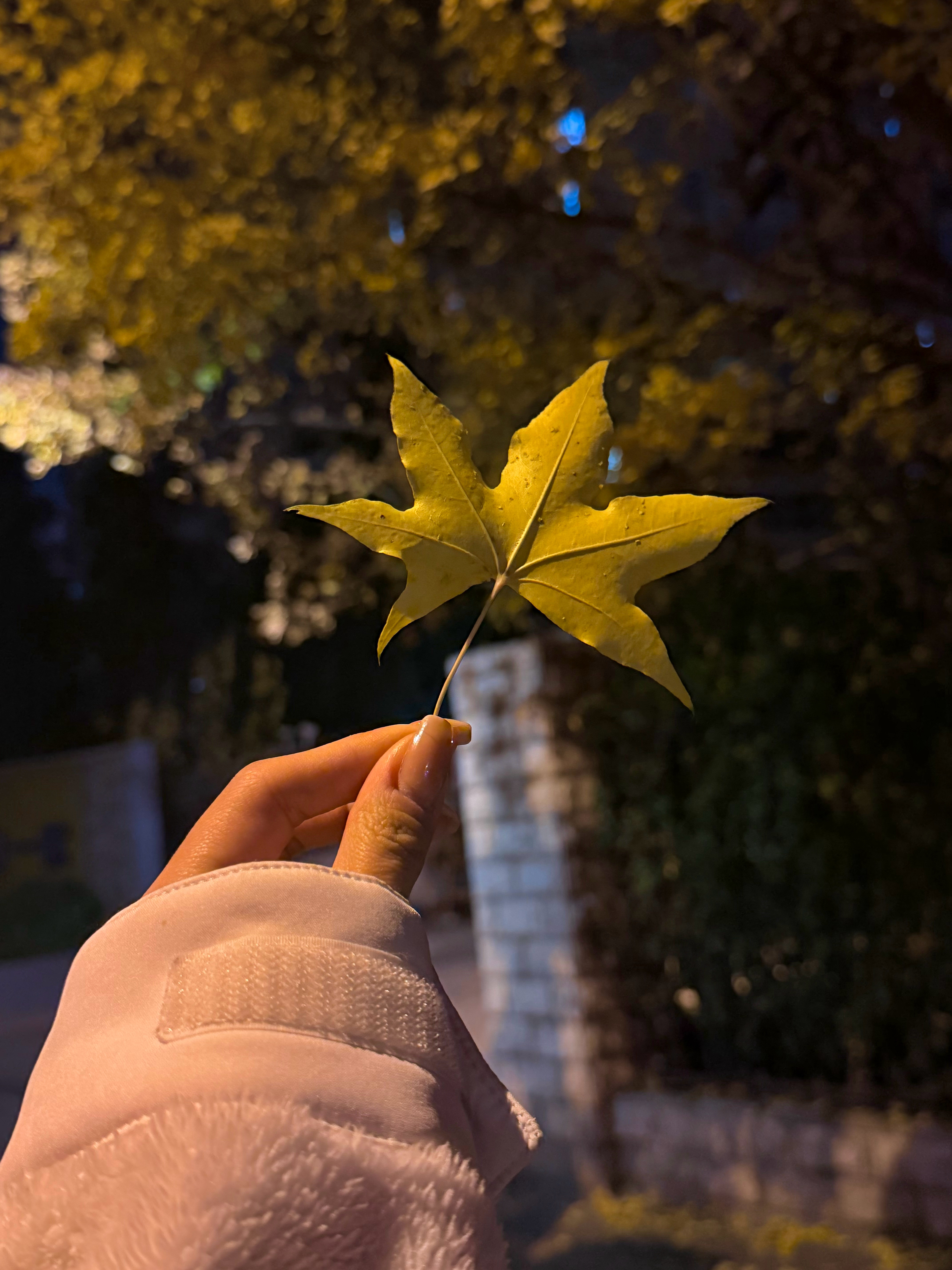 秋天是一夜之间铺满了地面的🍁