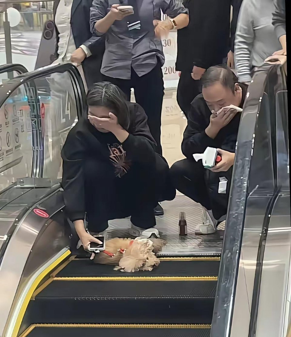 哭有什么用，电梯钱该赔还得赔主人未给宠物佩戴牵引绳