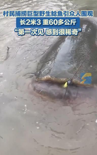 “大开眼界！”5月12日，新疆伊犁，一村民在河中捕捞到一条巨型野生鲶鱼，长达2.