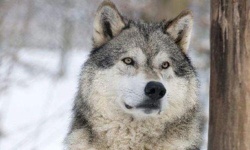 1895年，著名的“疯子驯兽师”亨德森，为了培育新的犬种，竟将100只比特犬放进