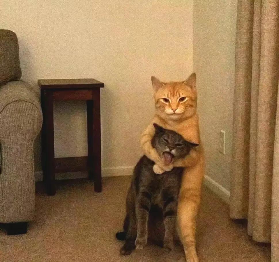 我家的狸花猫因为打碎了一只杯子，被我骂了几句，就赌气离家出走了。我很后悔，找了整