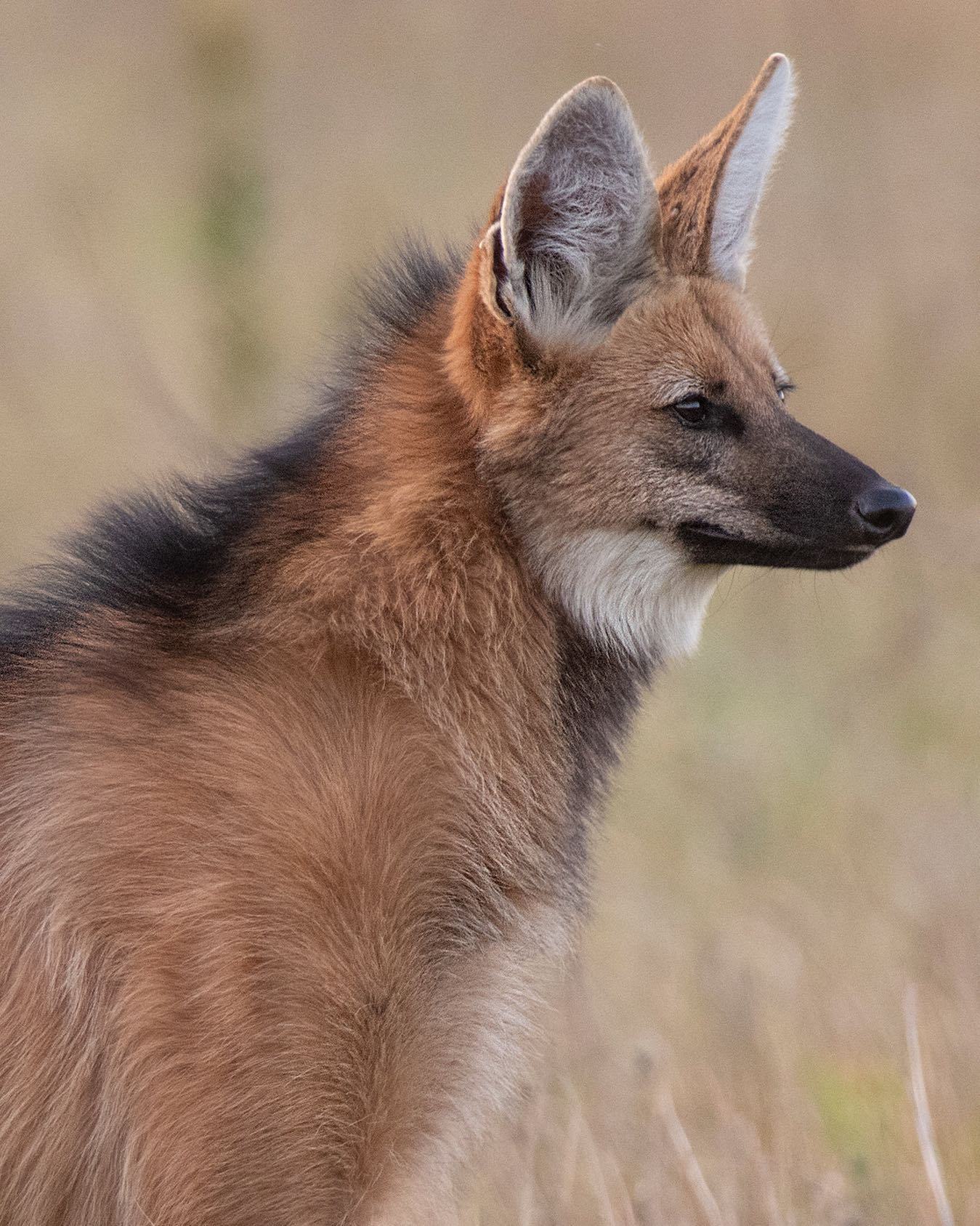 这位摄影师拍摄的野外的鬃狼真的超级有感觉~和我国的阿豺有相似气质又完全不一样~~
