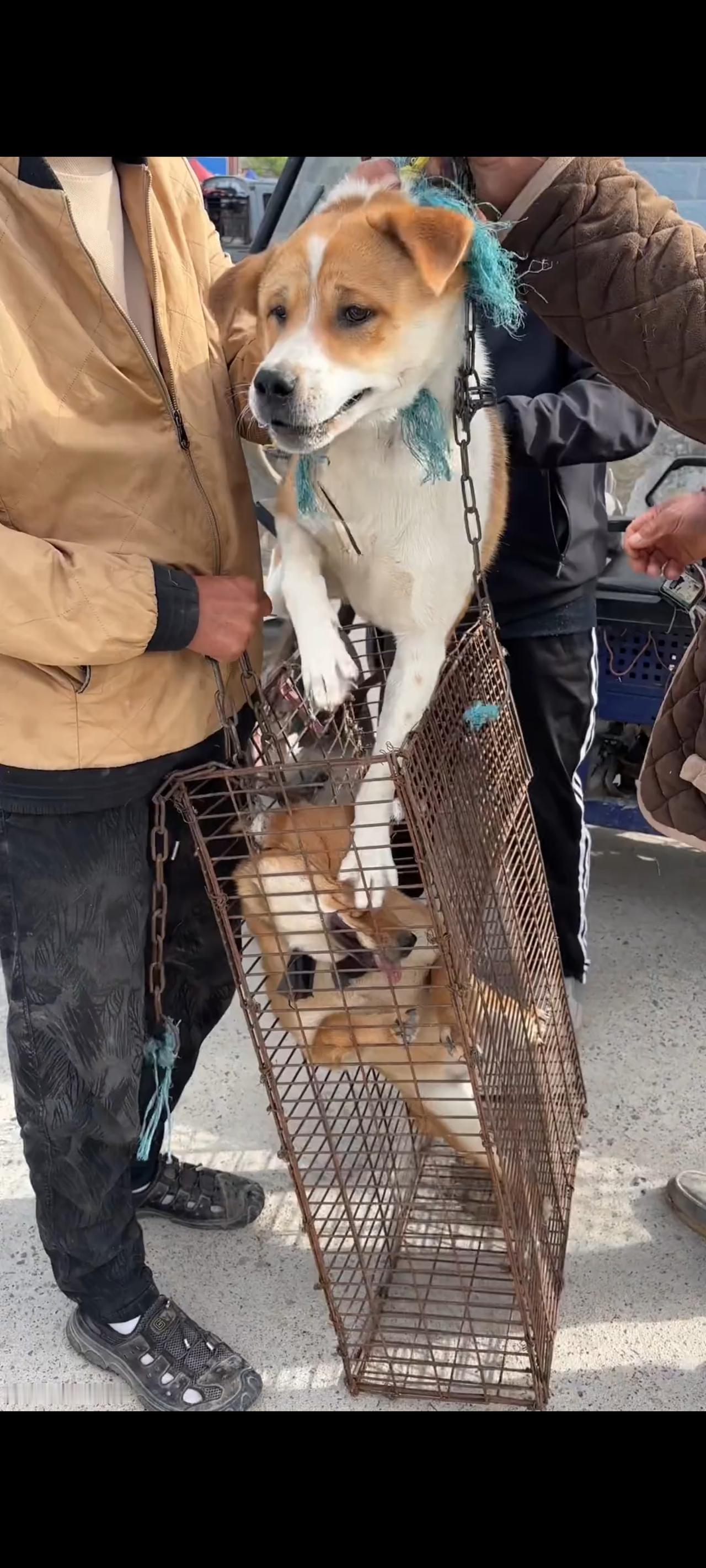当面前的狗狗被狗贩子一只又一只的拼命塞入到铁笼里面的一刹那，小编很负责任的告诉大