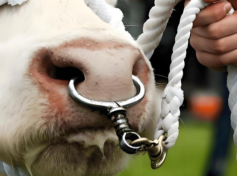 为啥牛要穿鼻子，马却戴笼头？老农民一句点破：“牛倔得像块硬石头，马灵得像阵风，控