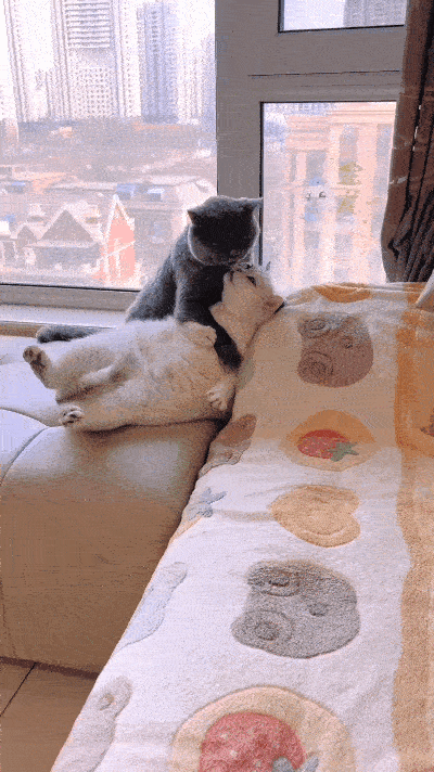 嘞嘞嘞！这俩小猫咪的操作可真是笑死人不偿命！瞅瞅这俩，公猫母猫凑一块儿，直接上演