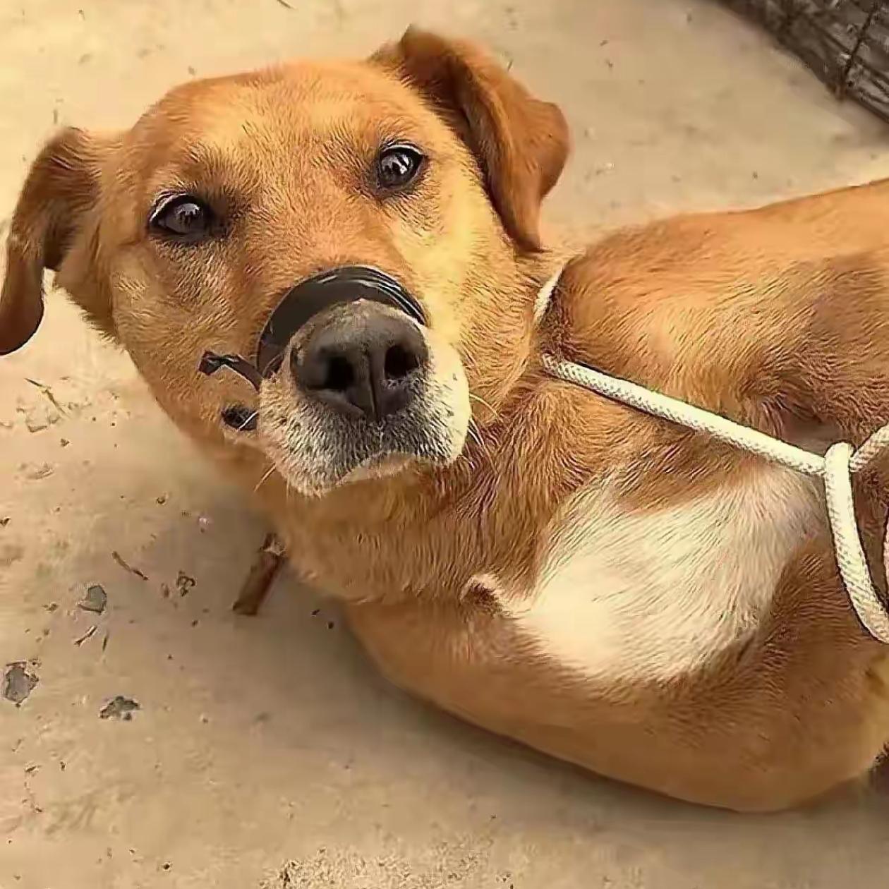 老人刚走没几天，男子就把老人养了八年的狗卖给了狗肉馆。张婶买菜路过，看见狗狗被绳