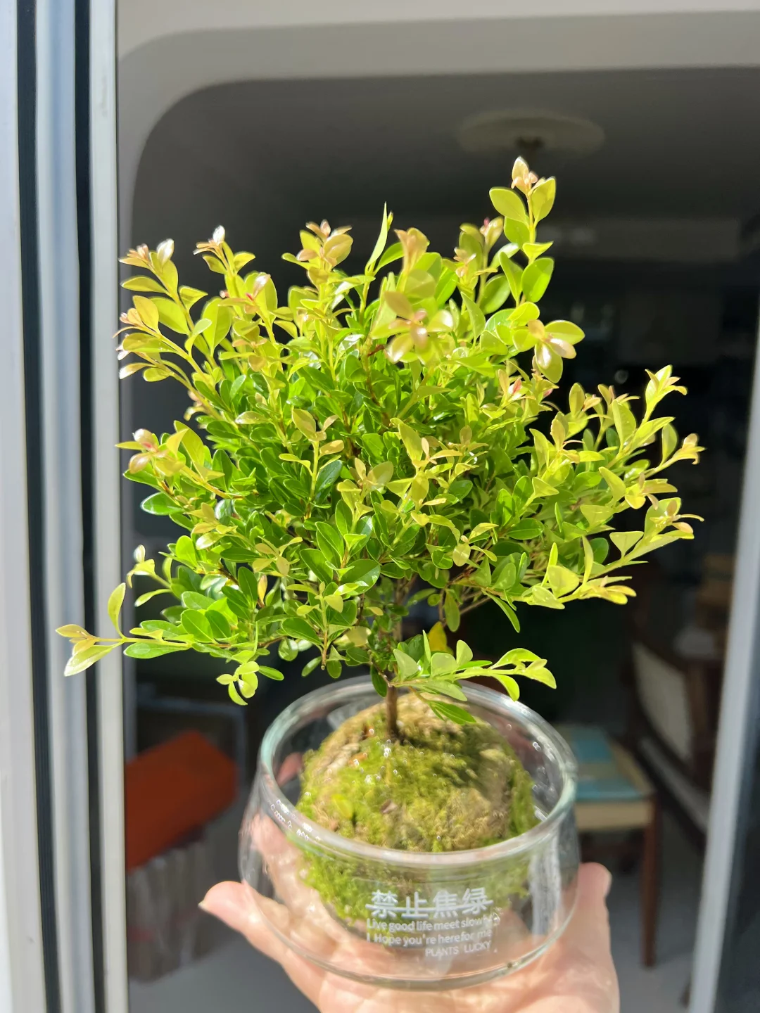 适合办公桌的小树🌱