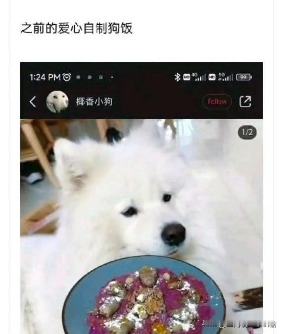 吃了一周爱心自制狗饭，小狗跑去吃狗粮了…