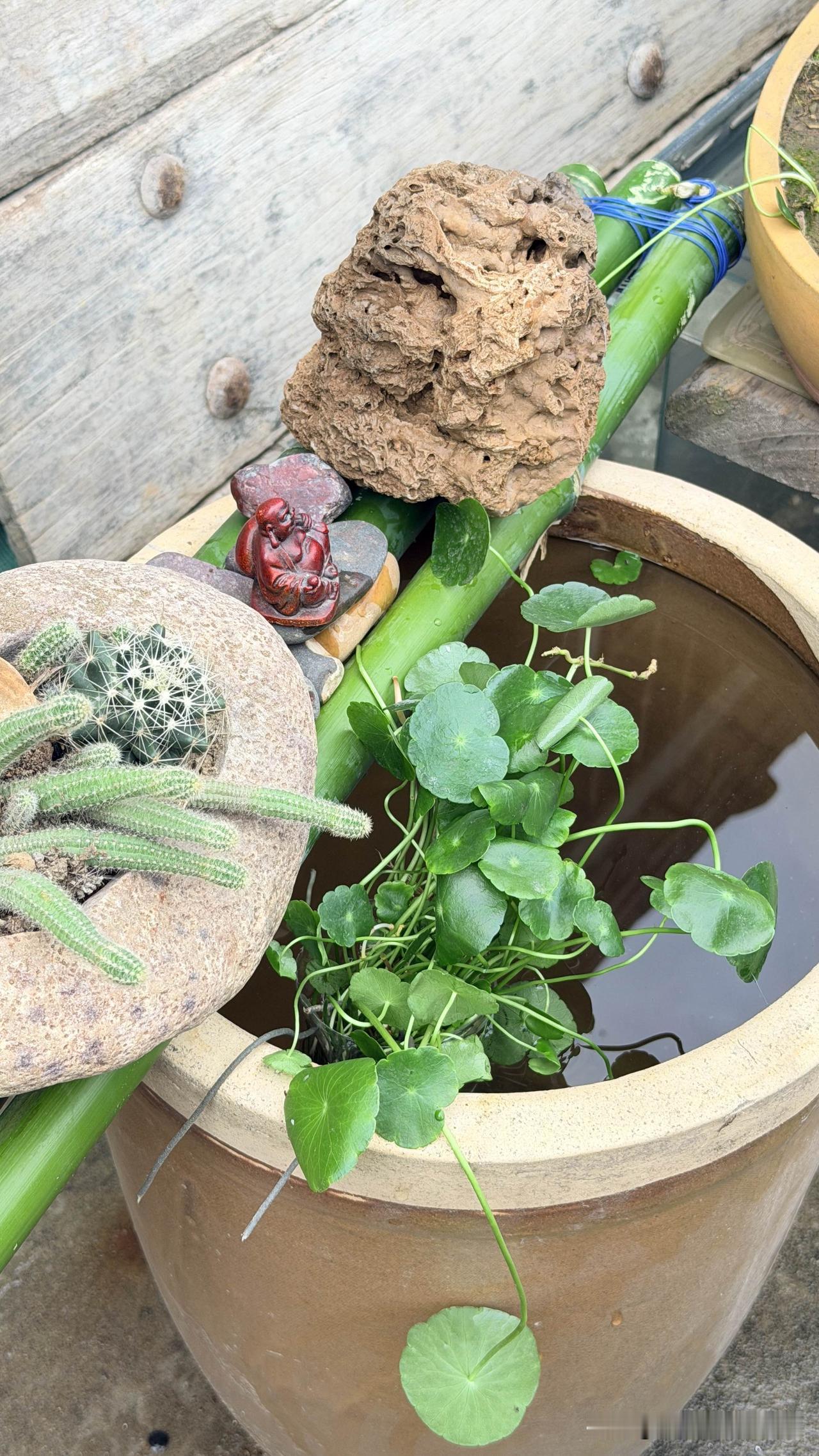 闲来无事，给自己捣鼓一份小美好。洗净家里闲置的水缸，花三块钱买回几条灵动小金鱼，