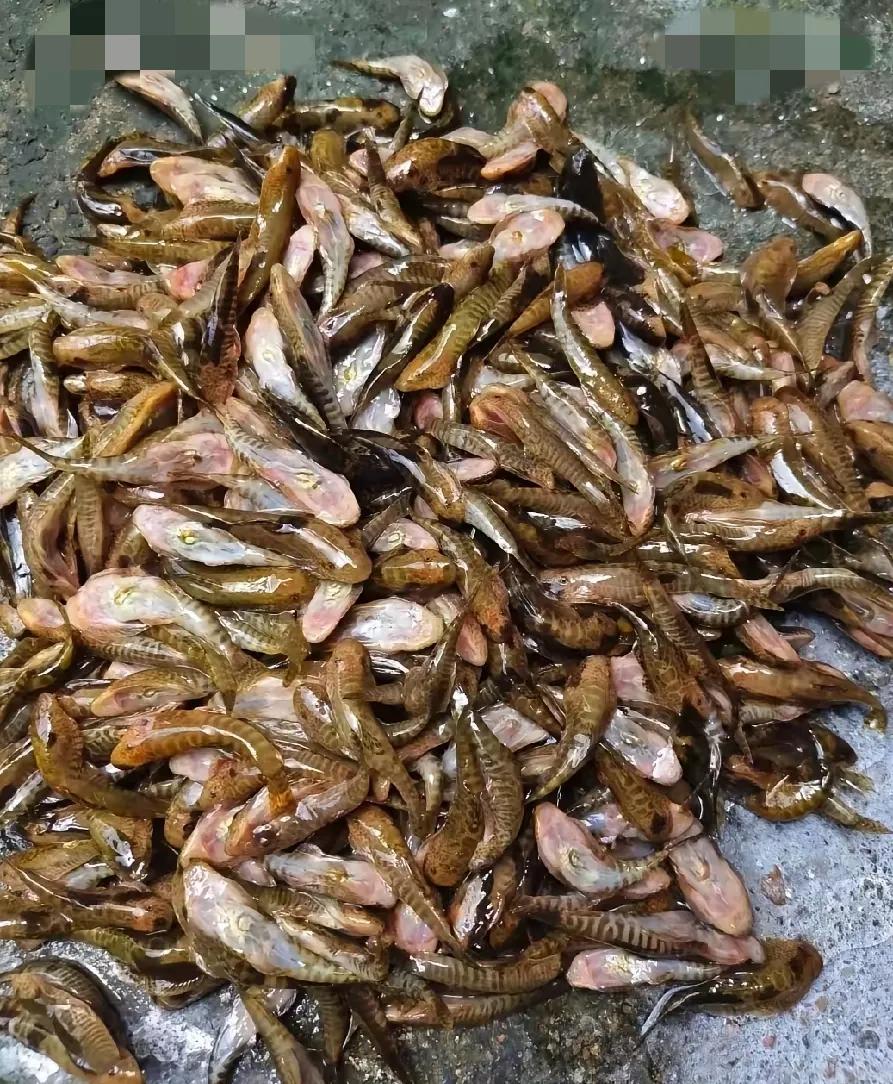 今早逛菜市场，路边摊惊现“鞋底子鱼”！摊主说25块一斤还不讲价，直接扔地