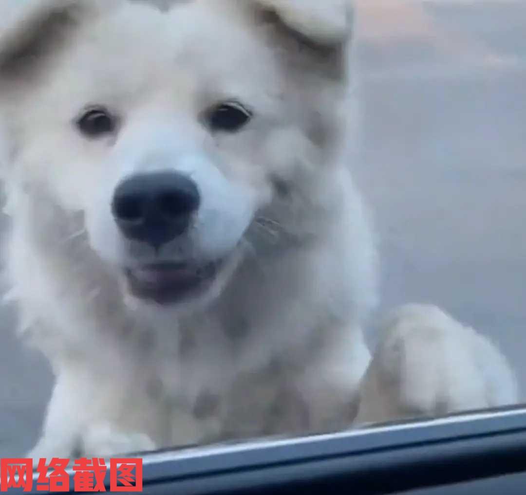 贵州遵义有男子开车发现有狗在车后。但男子生疑这只狗自己也不熟悉，为什么一直跟