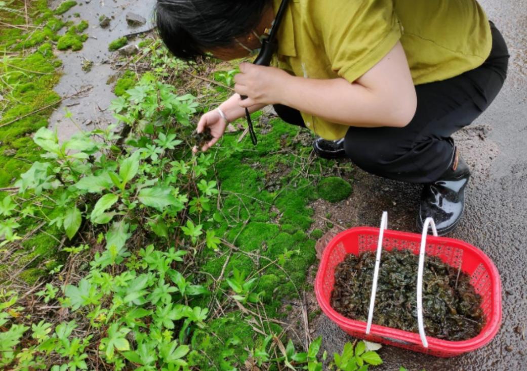 谁说天上不会掉馅饼？杭州，连日大雨后，市民惊讶地发现，小区草坪和公园里一夜之间长