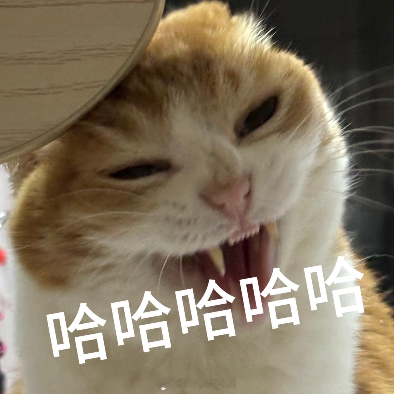 布丁丁丁布丁咋越来越瘦呢​​​