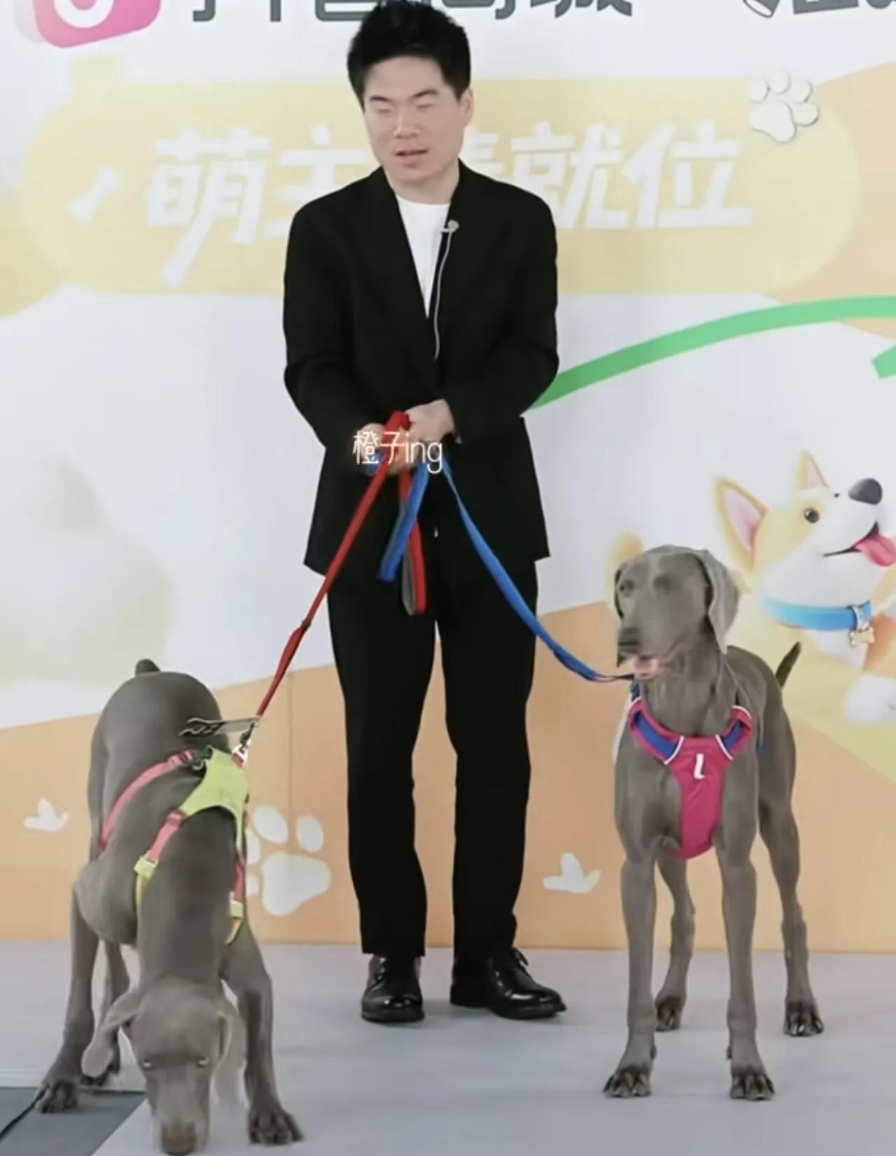 帅不过2秒！第一次见飙哥如此无能为力，上海宠物节董宇辉被两个毛孩子拉扯，还差