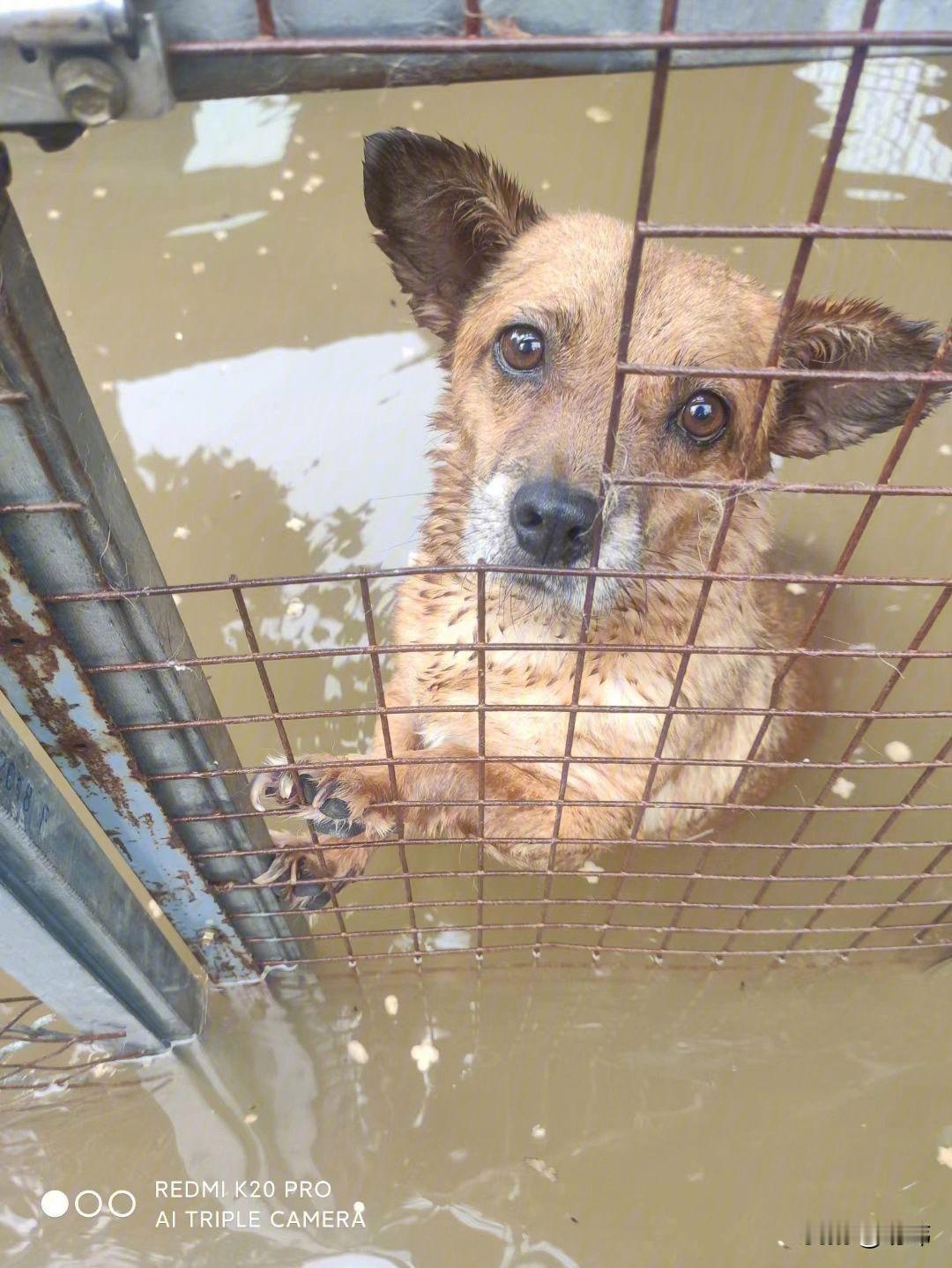 一只可怜的狗狗被困在了洪水里，它的主人一家因为出去旅游，没法照顾它，结果它家下了