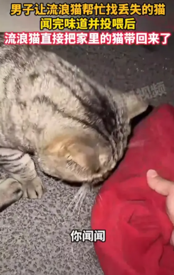“万物皆有灵！”近日，一男子养的宠物猫突然丢失，男子找了很久都没有找到，于是就求