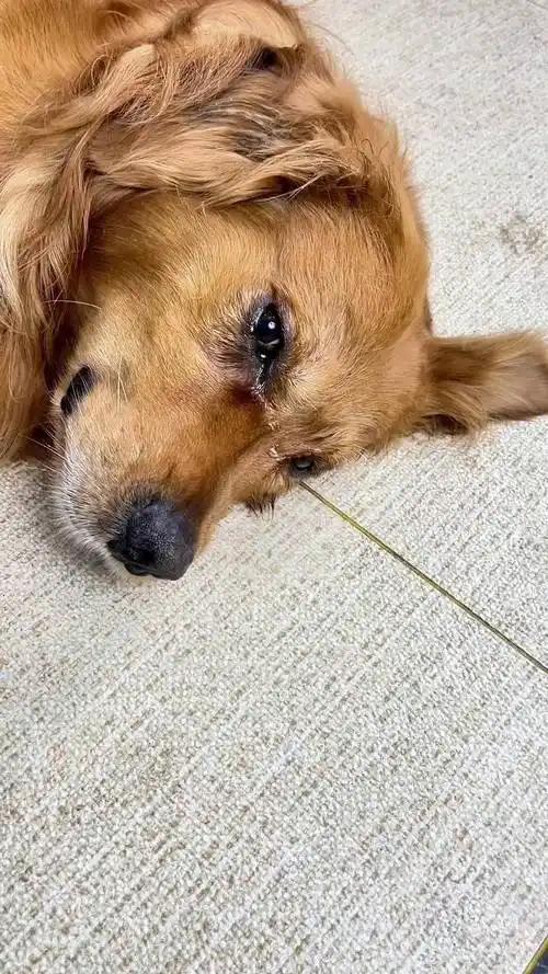 万物皆有灵！重庆，一女子的亲戚骤然离世，她去亲戚家收养他留下的狗狗，谁知，当她来