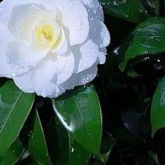 山茶花的种植方法一、选苗与土壤：选择健康、无病虫害的山茶花苗木，土壤要求疏松肥沃