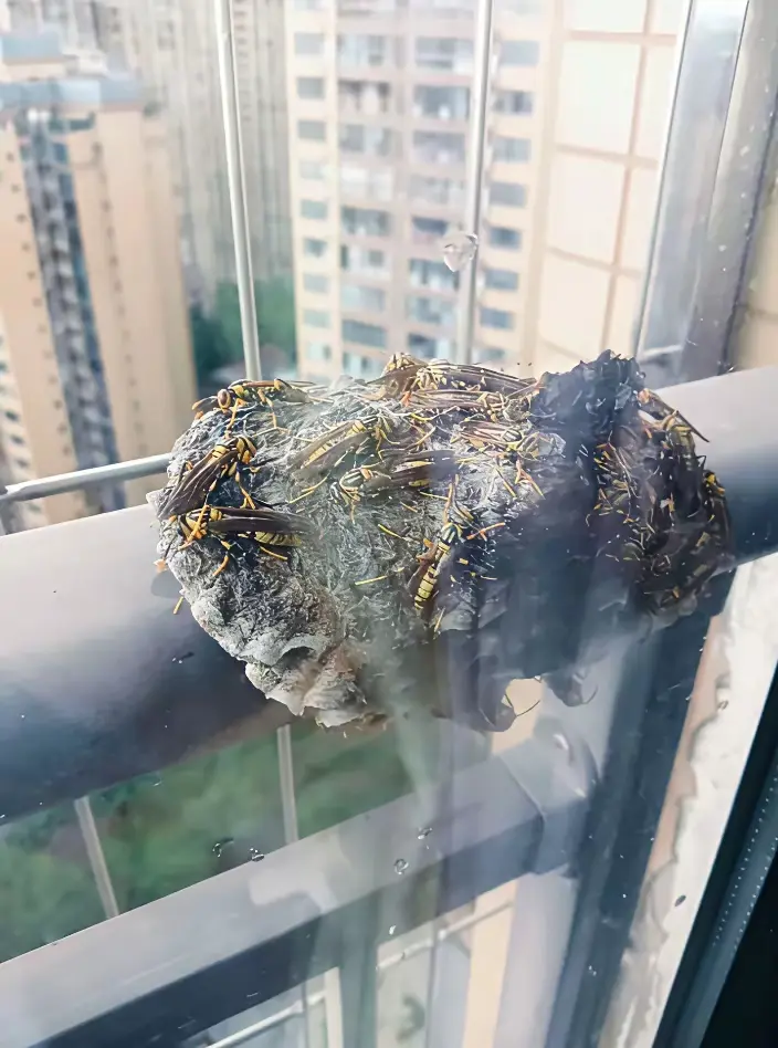 求助🆘网友我今天回家发现的，不知道怎么处理，是它们自己走还是打119