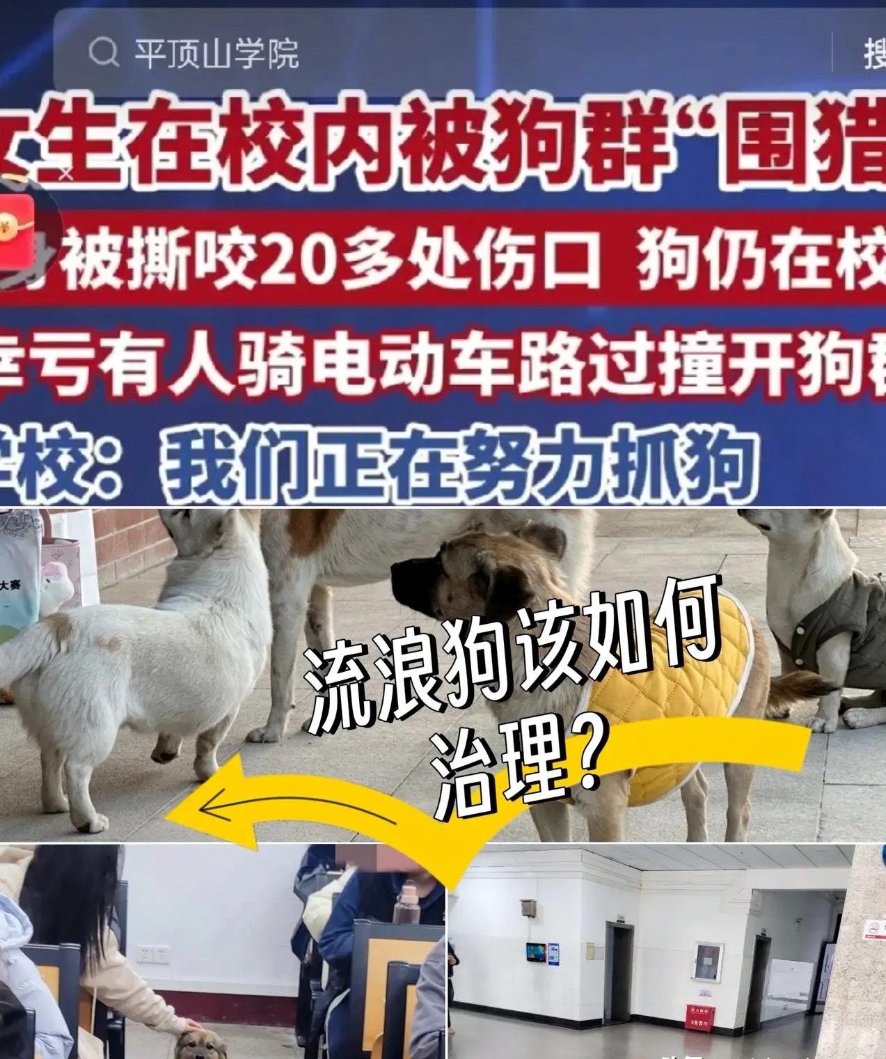 校园流浪狗围堵伤人当初拦着治理的人，现在该沉默了吧！还记得前段时间，不少学校为了