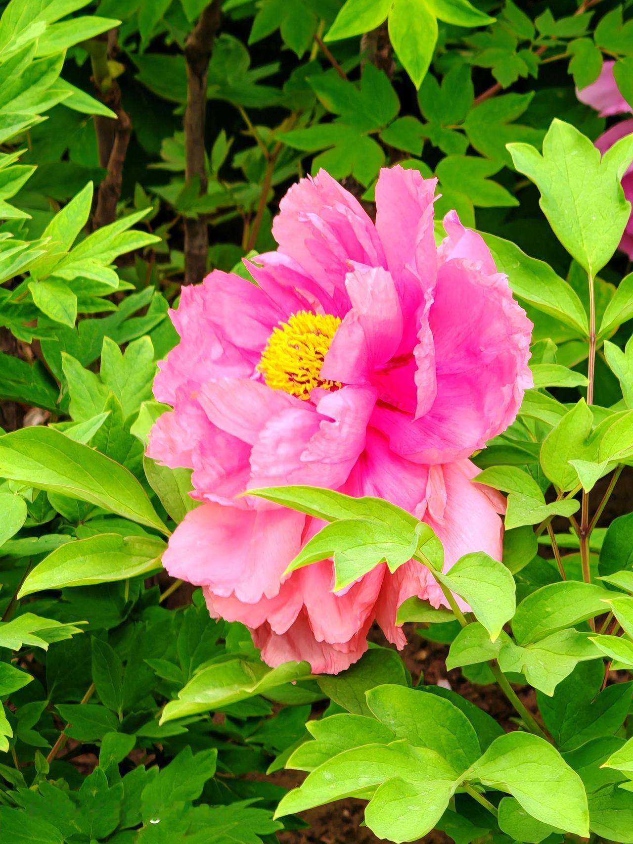 太阳宫公园的牡丹花简直绝了，说它最美一点都不为过！一进公园，就能看到大片的牡丹