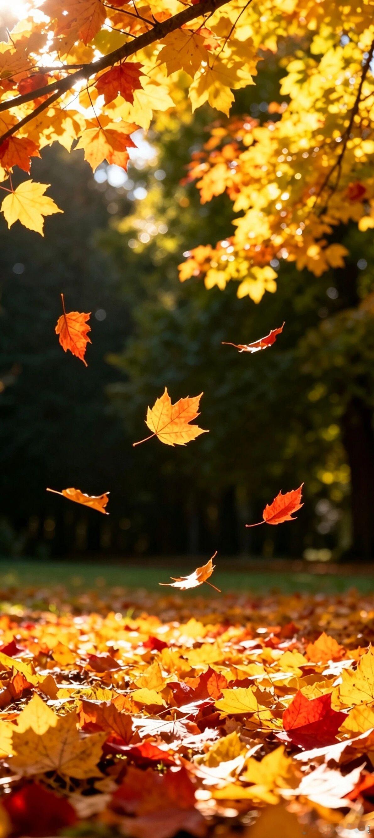 云起红叶落，奔赴一场秋日山海🍂​​​