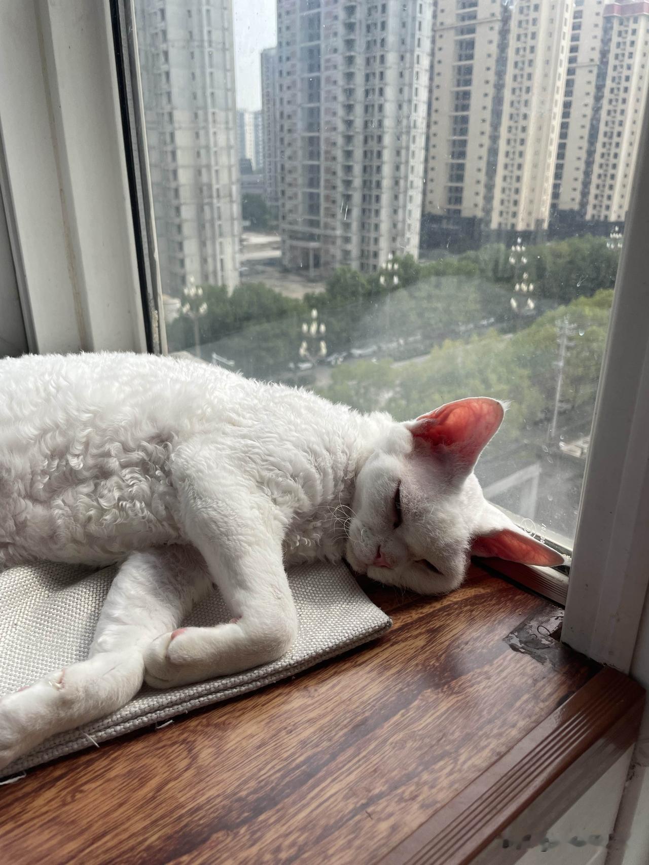 能晒一下你家猫咪慵懒的样子吗?这是我家晒太阳的小猫咪，看看，多舒服，够不够慵懒