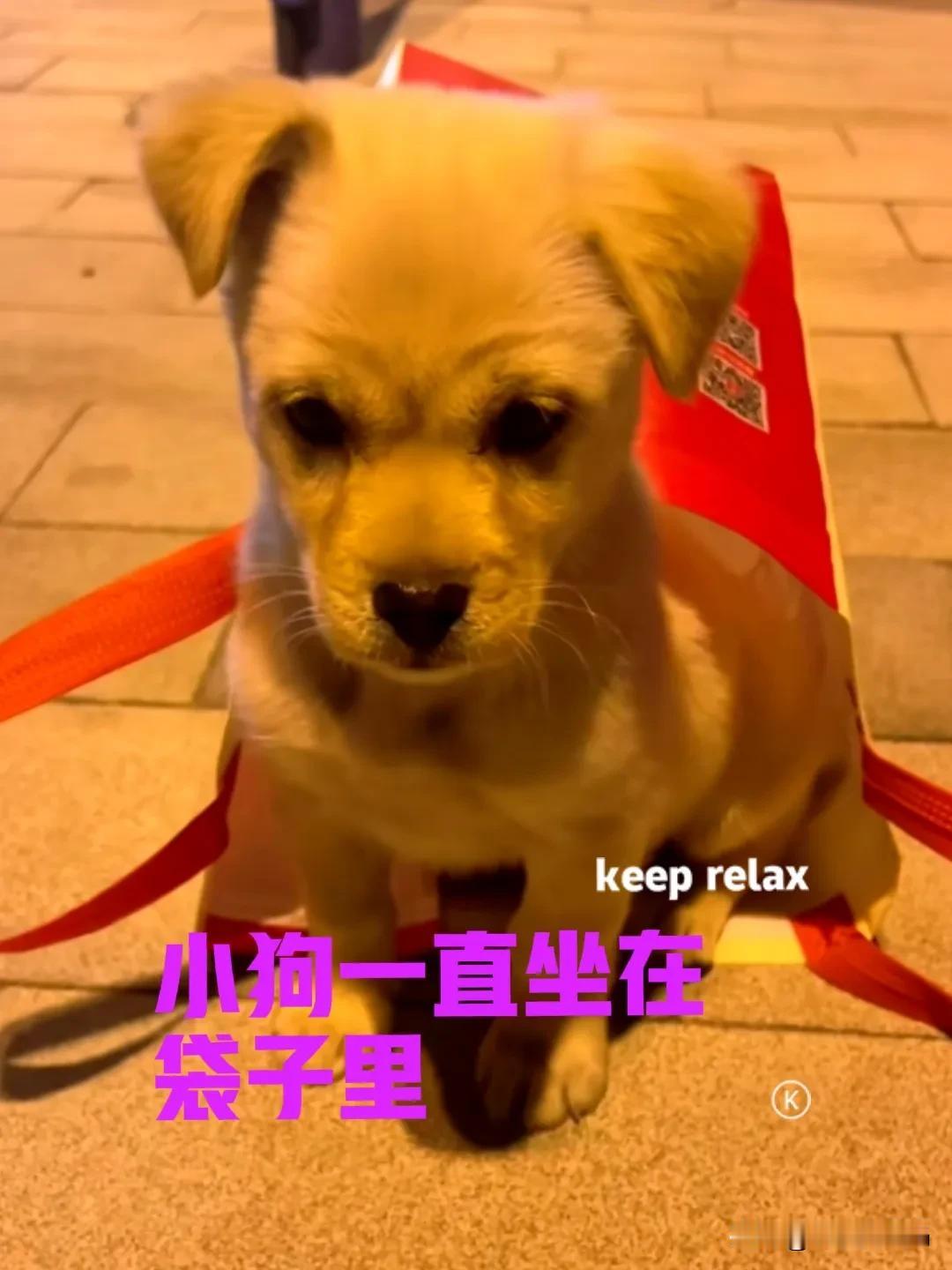 晚上散步的时候，在路灯下发现一只小狗。地上有个手提袋，小狗一直坐在手提袋里，不停