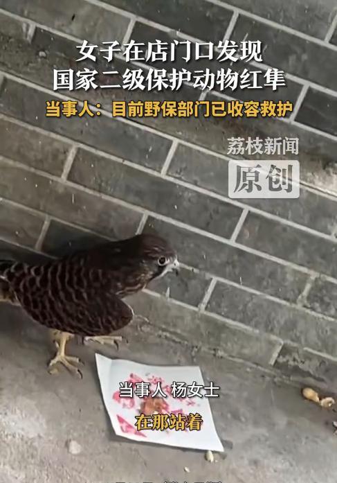 “解释不清了！”7月28日，山东济南，女子在店门口发现一只受伤的怪鸟，起初她以为