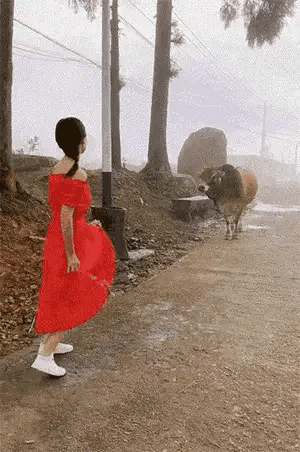 不是说牛对红色很愤怒吗？这看着也没事啊[思考]