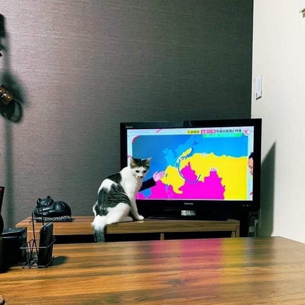 天气预报员​​​