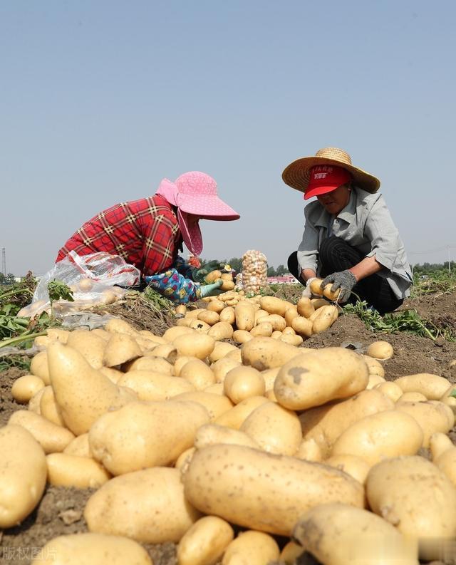 土豆秧子长得好, 薯块为啥个头小产量还低? 多数把这几点给忽视了