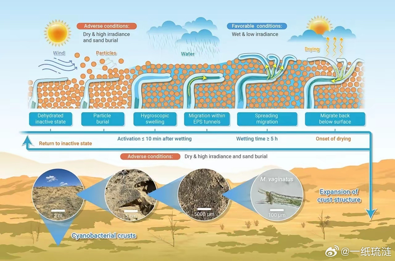对付沙漠，咱们以前的路子都是硬刚，种树，再种树。现在，中国科学院的玩法变了。他们