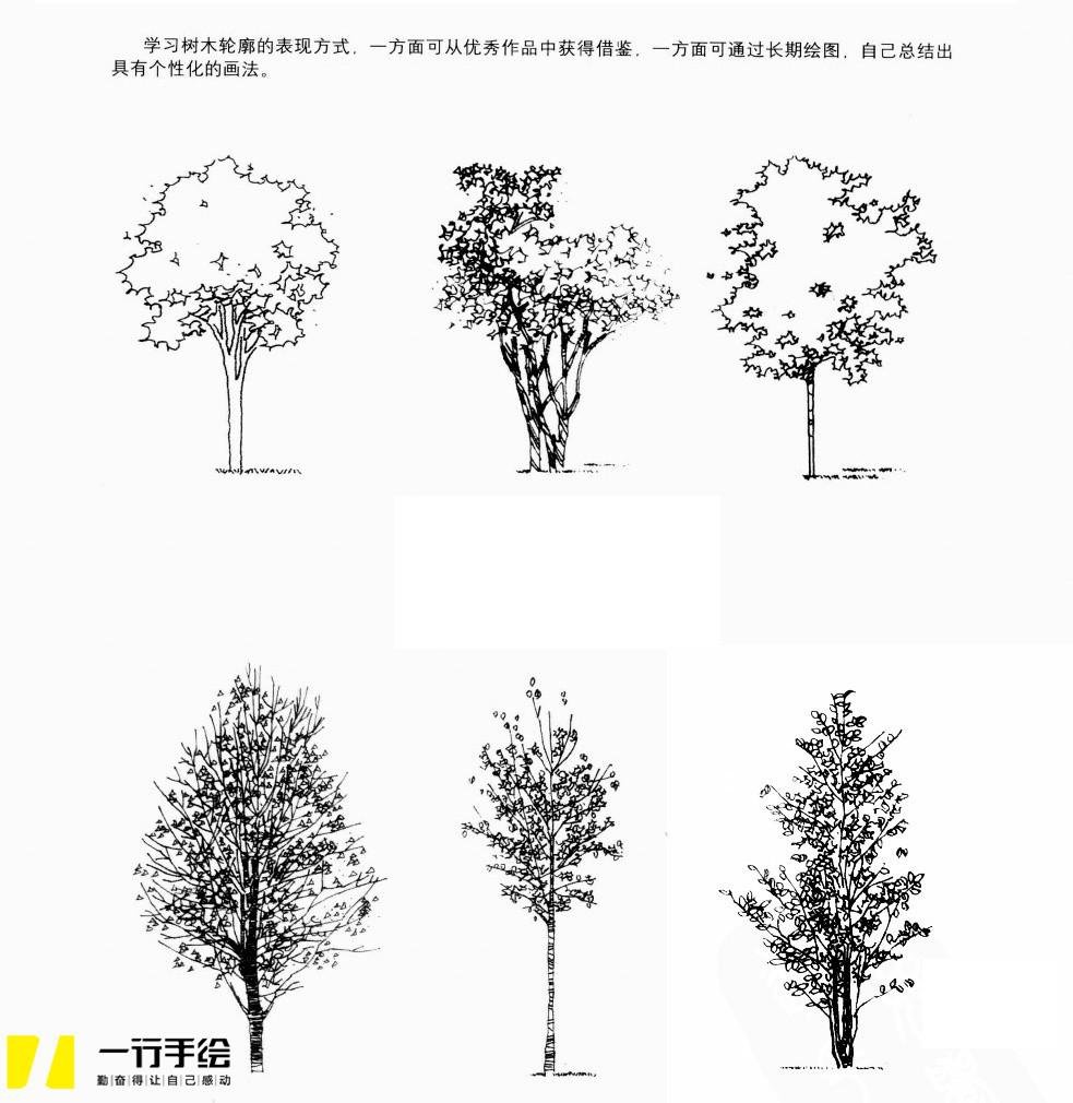 手绘植物单体线稿的画法,技巧,拓展练习及错误的画法