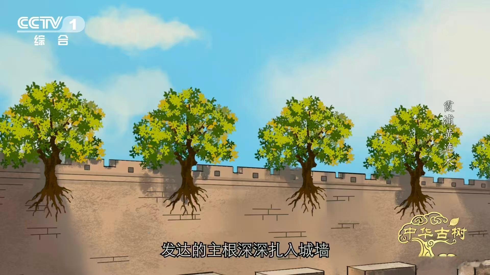 福建霞浦传胪村的112株古黄连木，每一棵都超百岁高龄，这么多古树扎堆生长，连片的